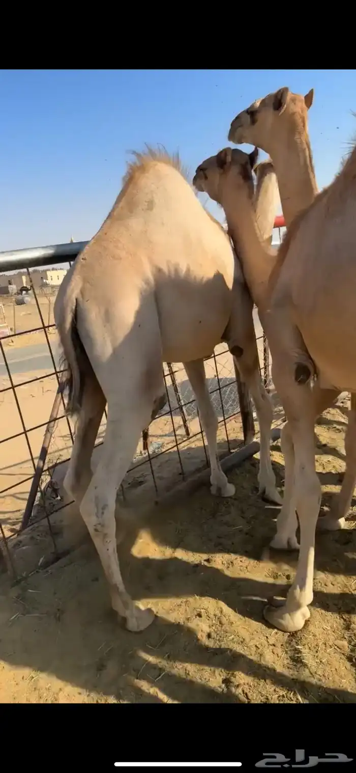 قعودين كفووو للبيع 0