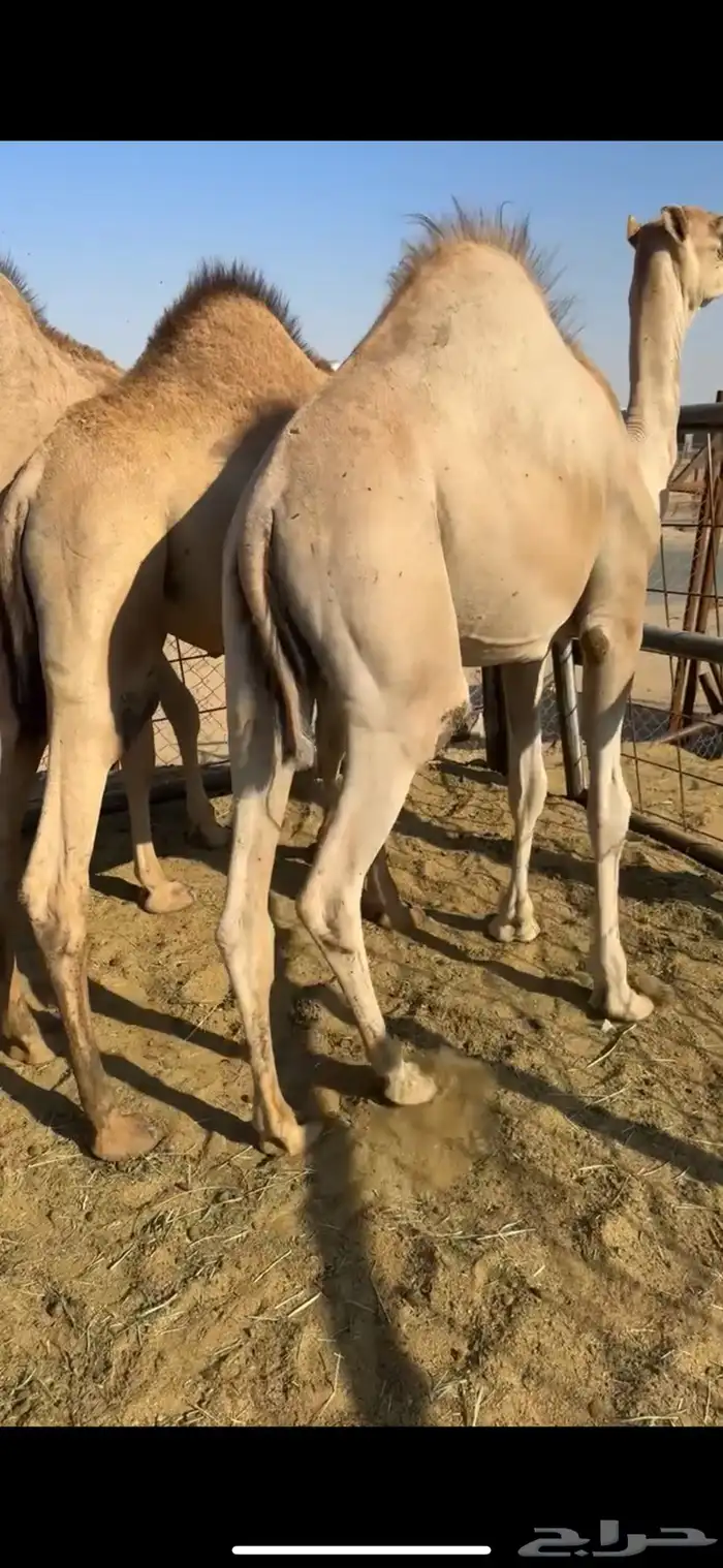 قعودين كفووو للبيع 3