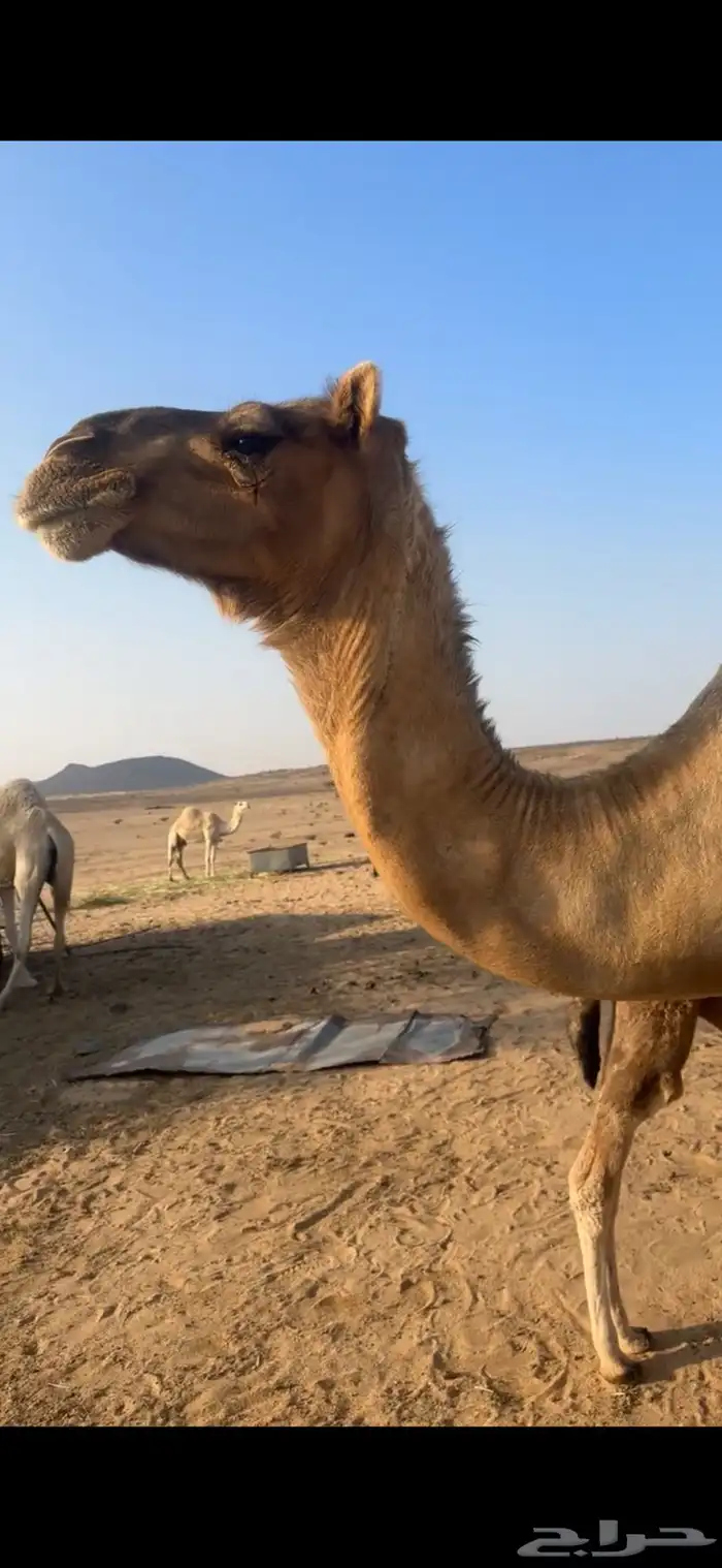 نياق خلفات كفو 3