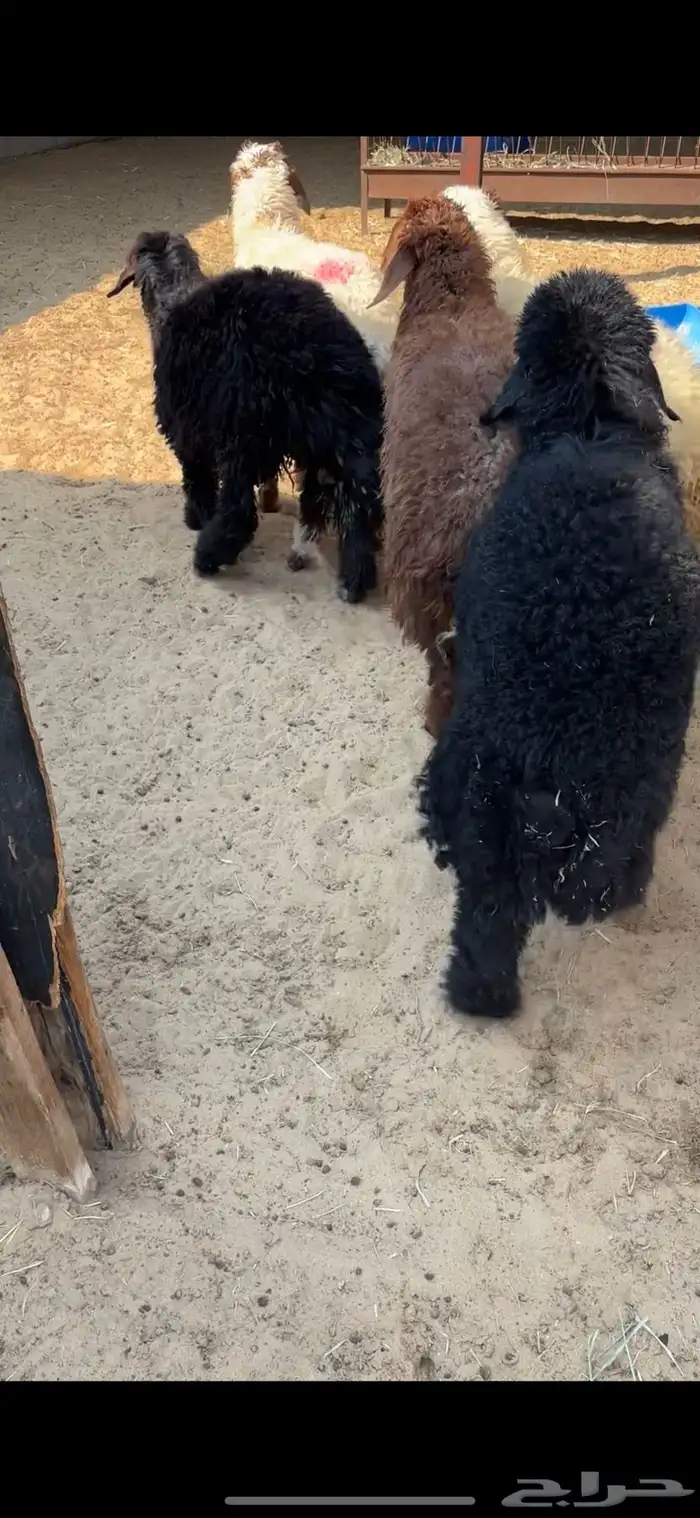 ذبايح نعيم و عرب 2