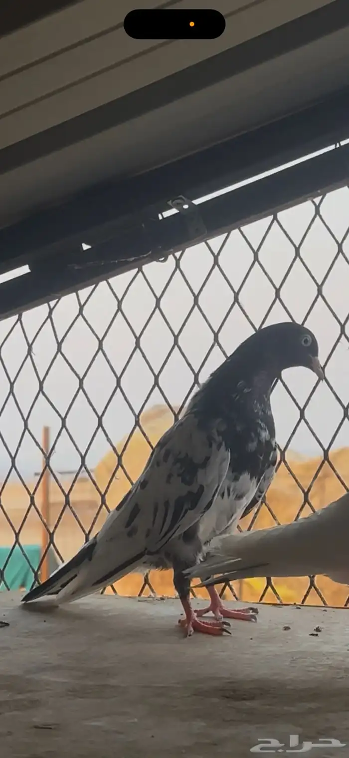 حمام باكستاني 1