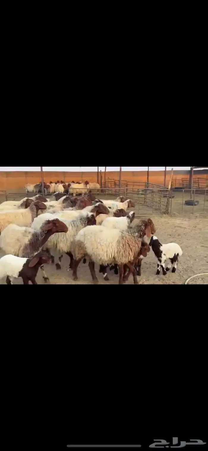 رغث فاخره 20 تحتها 20 4