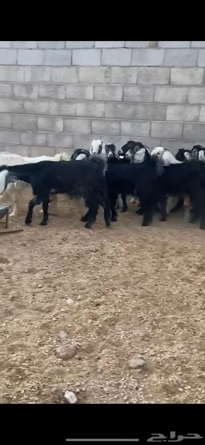 للبيع جفار جذعات 2