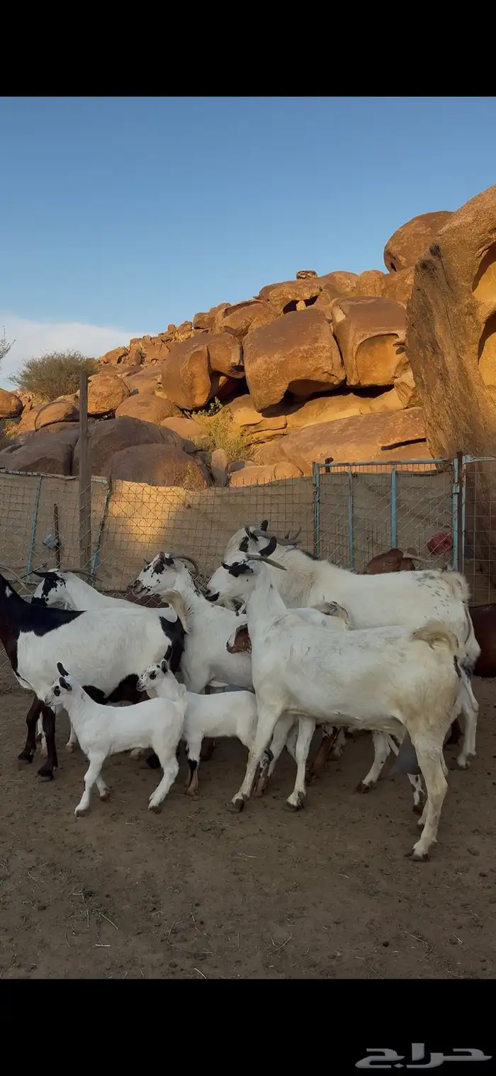 معزا بيشيات خلفات صنف 4