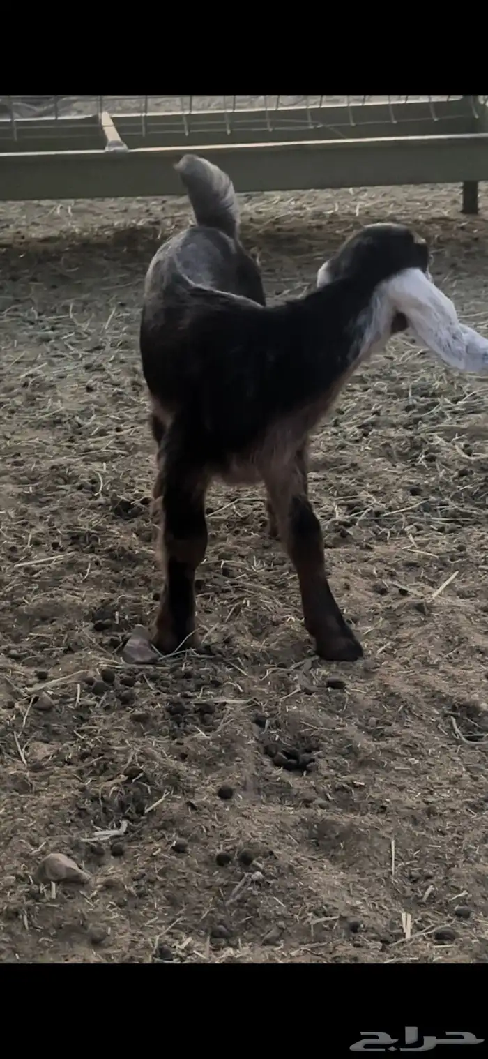 جفره داغور حوى حليب تم البيع 0