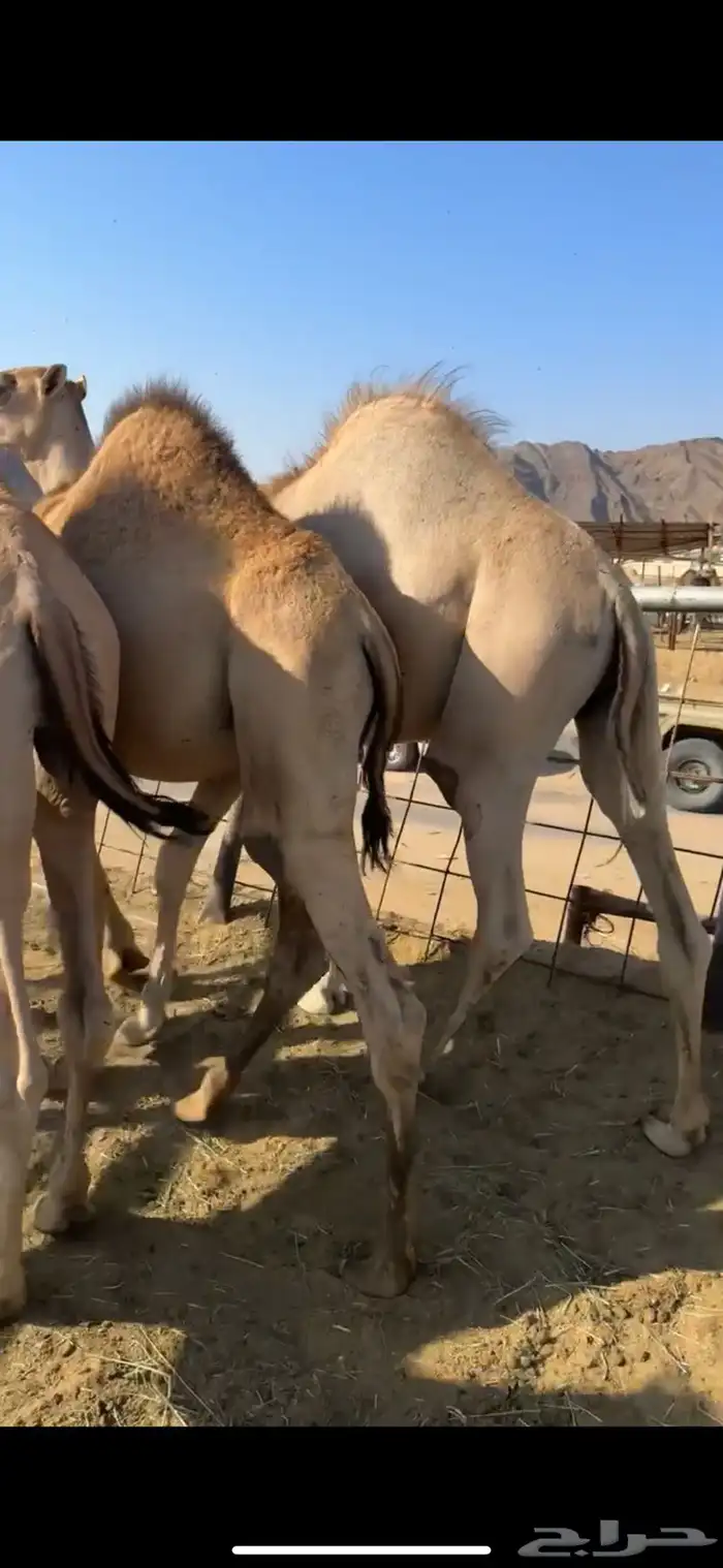 قعودين كفووو للبيع 1