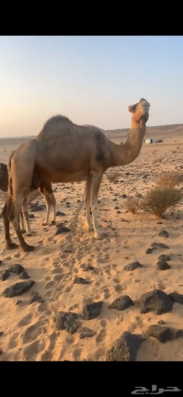 نياق خلفات كفو 2