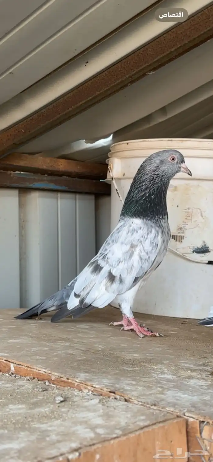 حمام باكستاني 4