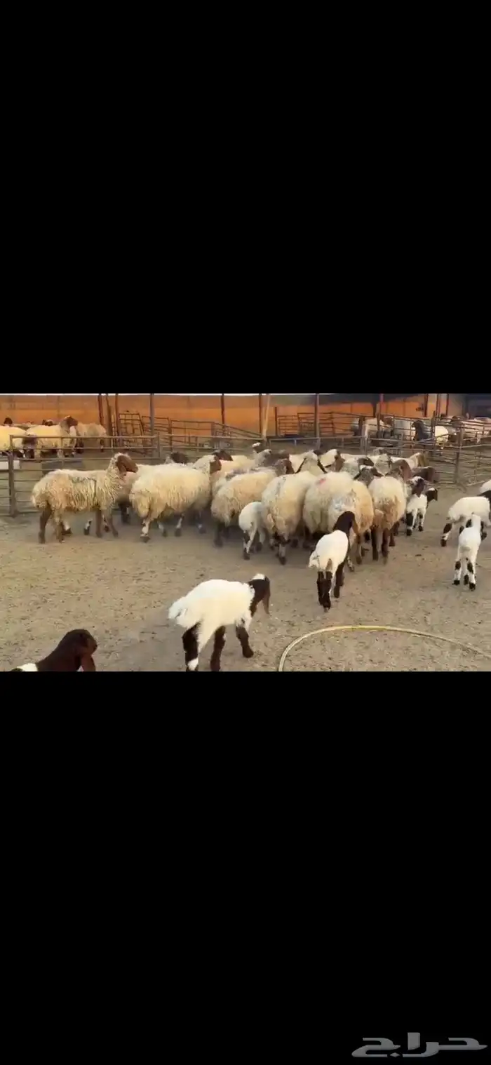 رغث فاخره 20 تحتها 20 0