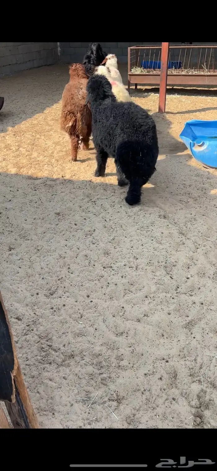 ذبايح نعيم و عرب 1