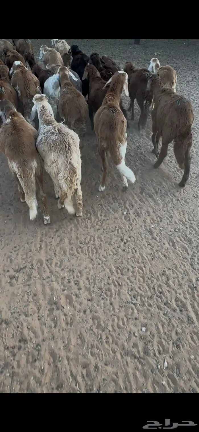 سواكن طيبه العدد 38 0