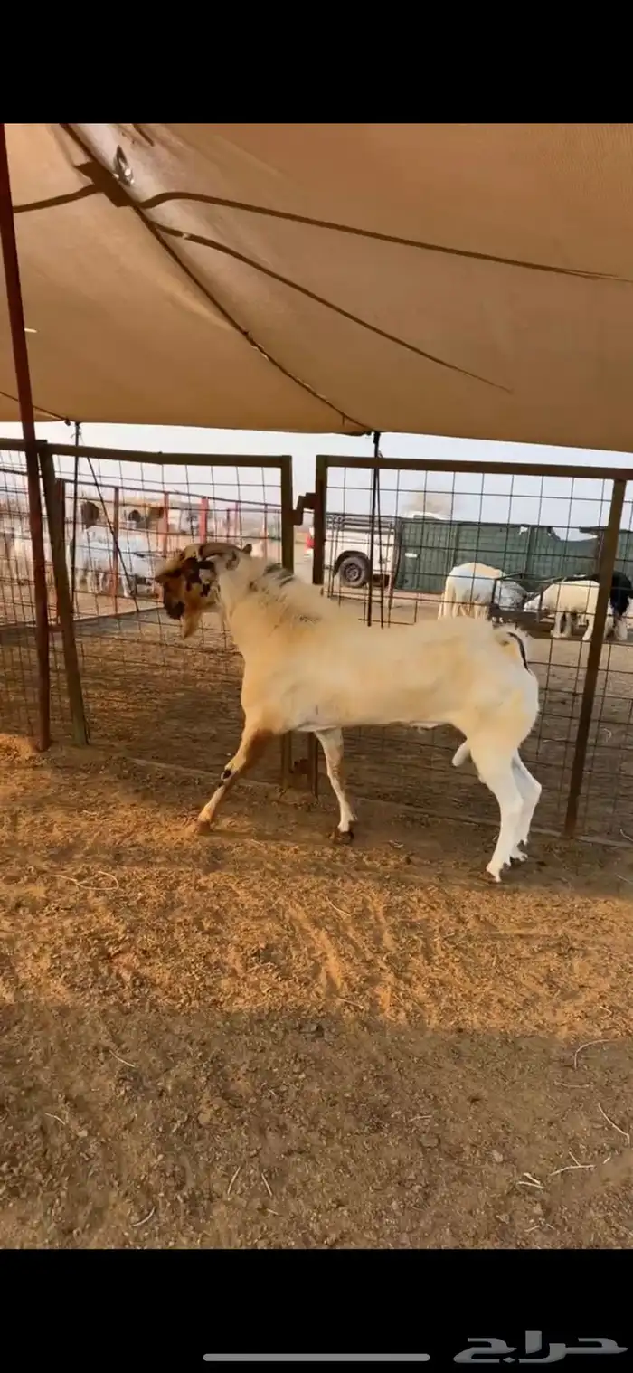 تيس بيشي فحل صنف الصنف إنتاجه فاخر 2