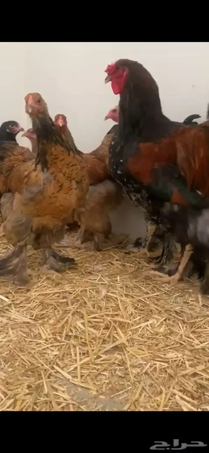 طقم براهما 0