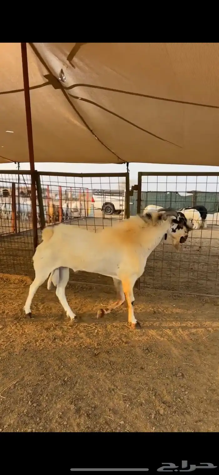 تيس بيشي فحل صنف الصنف إنتاجه فاخر 1