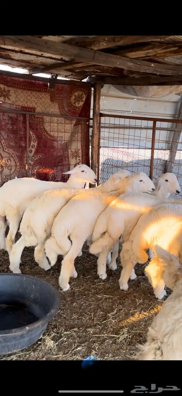 طليان جبره للبيع 3