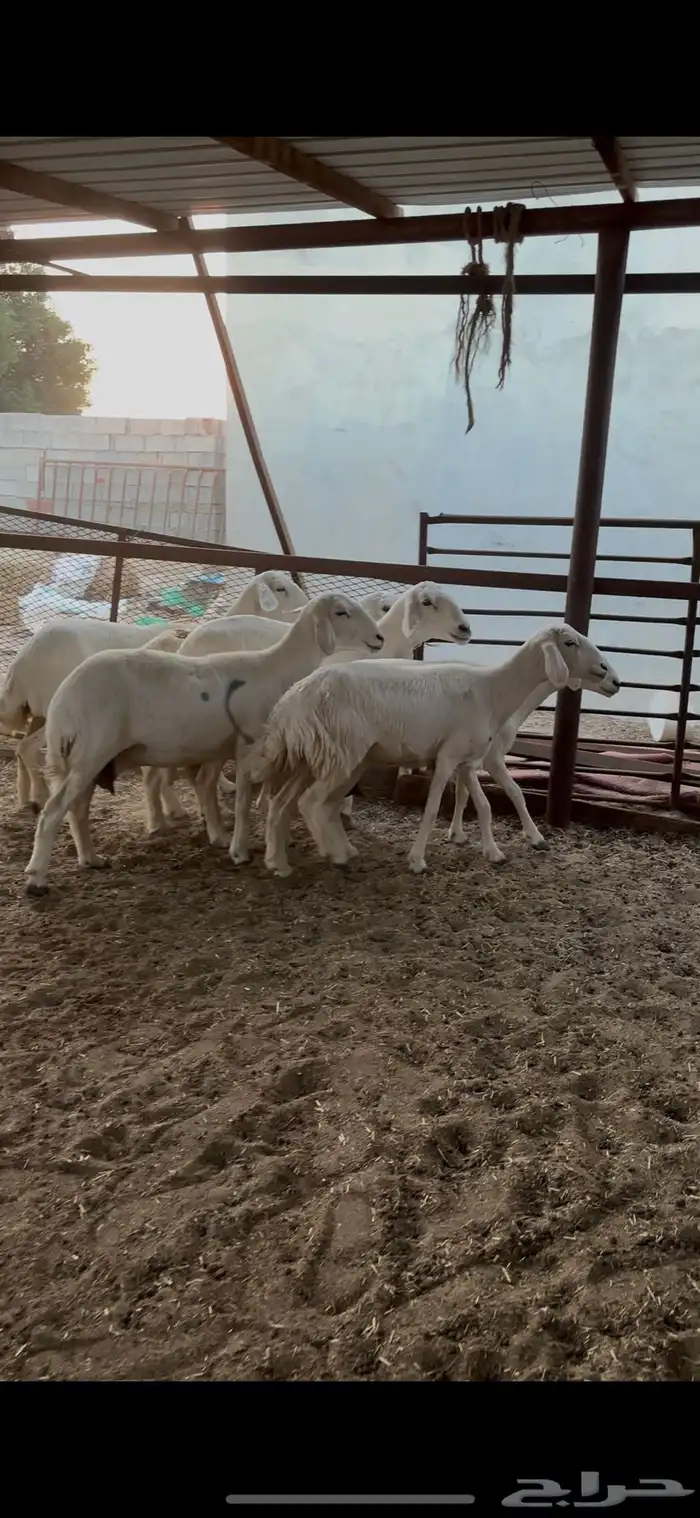 غنم حريات طيبه جرم 1