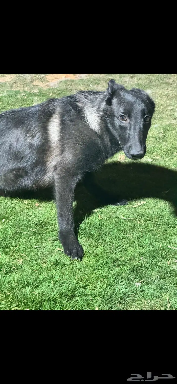 مالينو للتبني 0