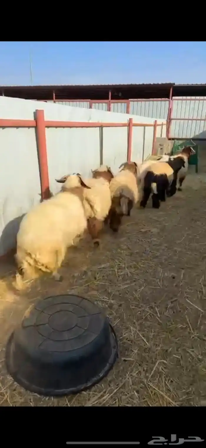 خرفان نعيم جبرة ومغلقة شحم 1