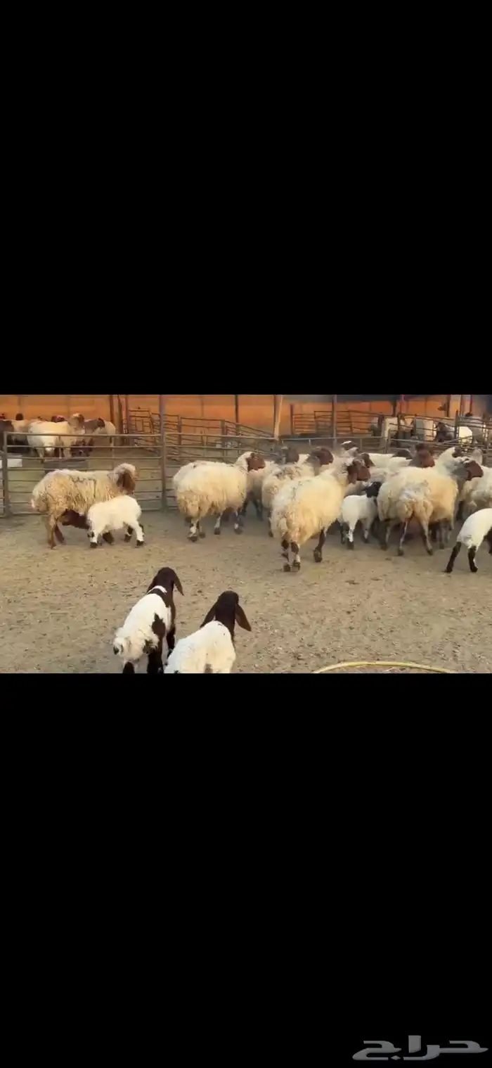 رغث فاخره 20 تحتها 20 7