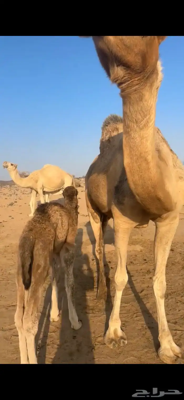 نياق خلفات كفو 4