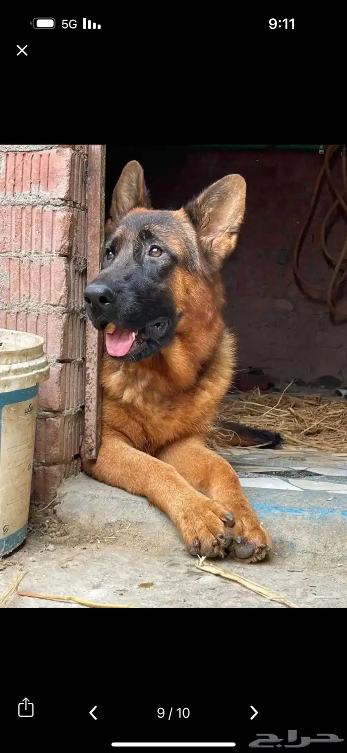 للبيع اقوى جراوي جيرمن شولاين 2