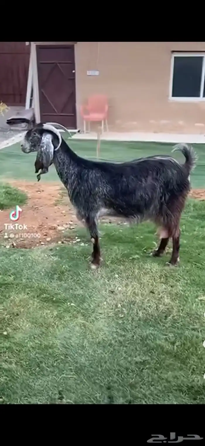 عنز ( حليب ) مصريه 0