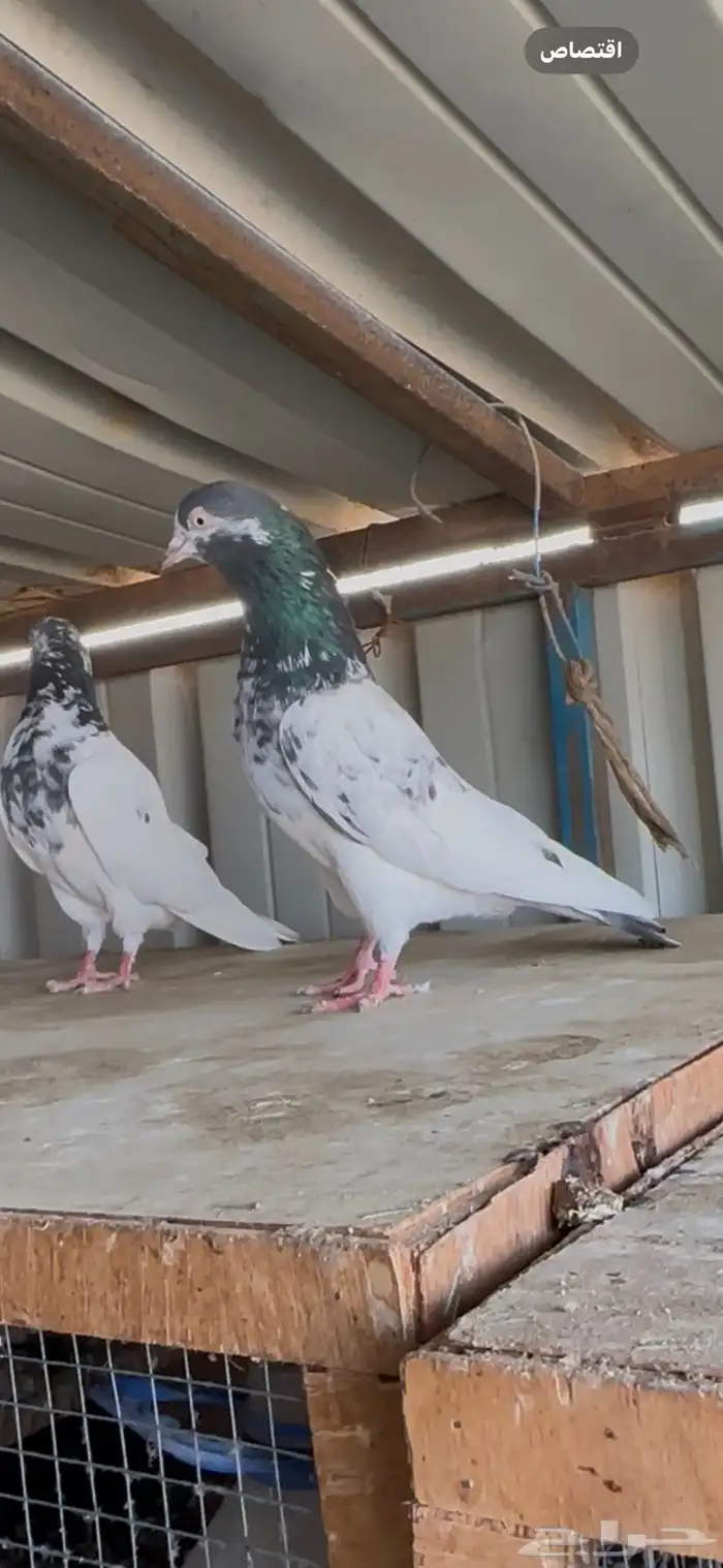 حمام باكستاني 8