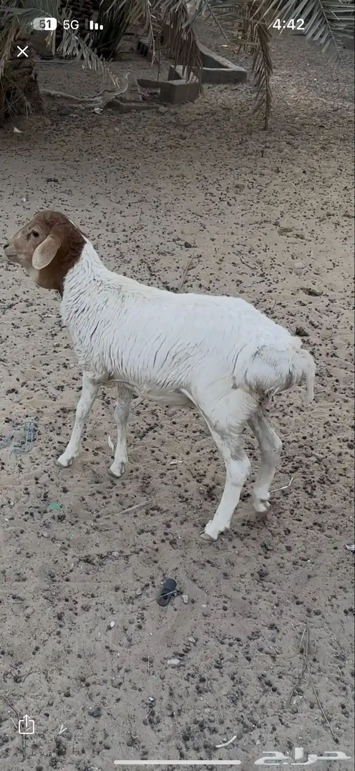 خروف بربري 0