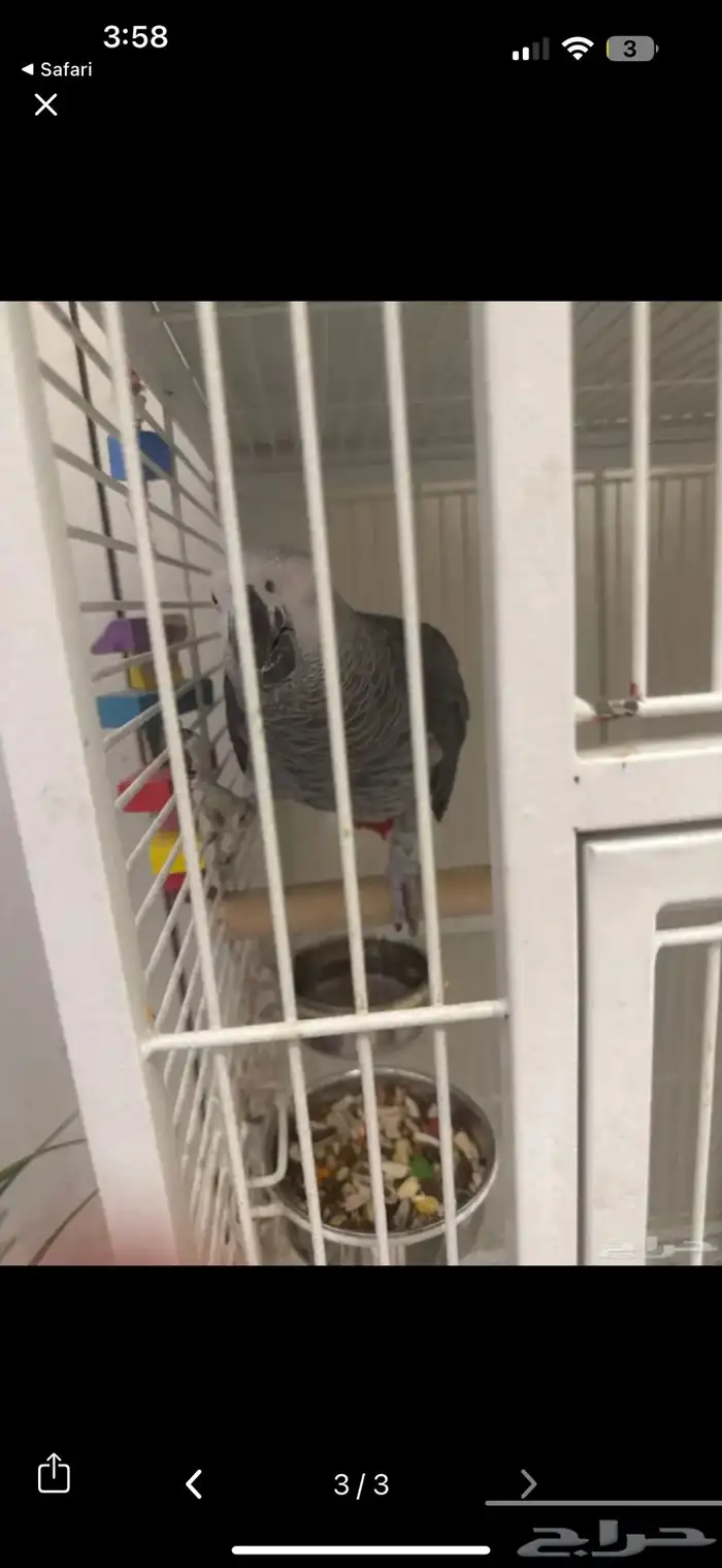 ببغاء كاسكو متكلم 0