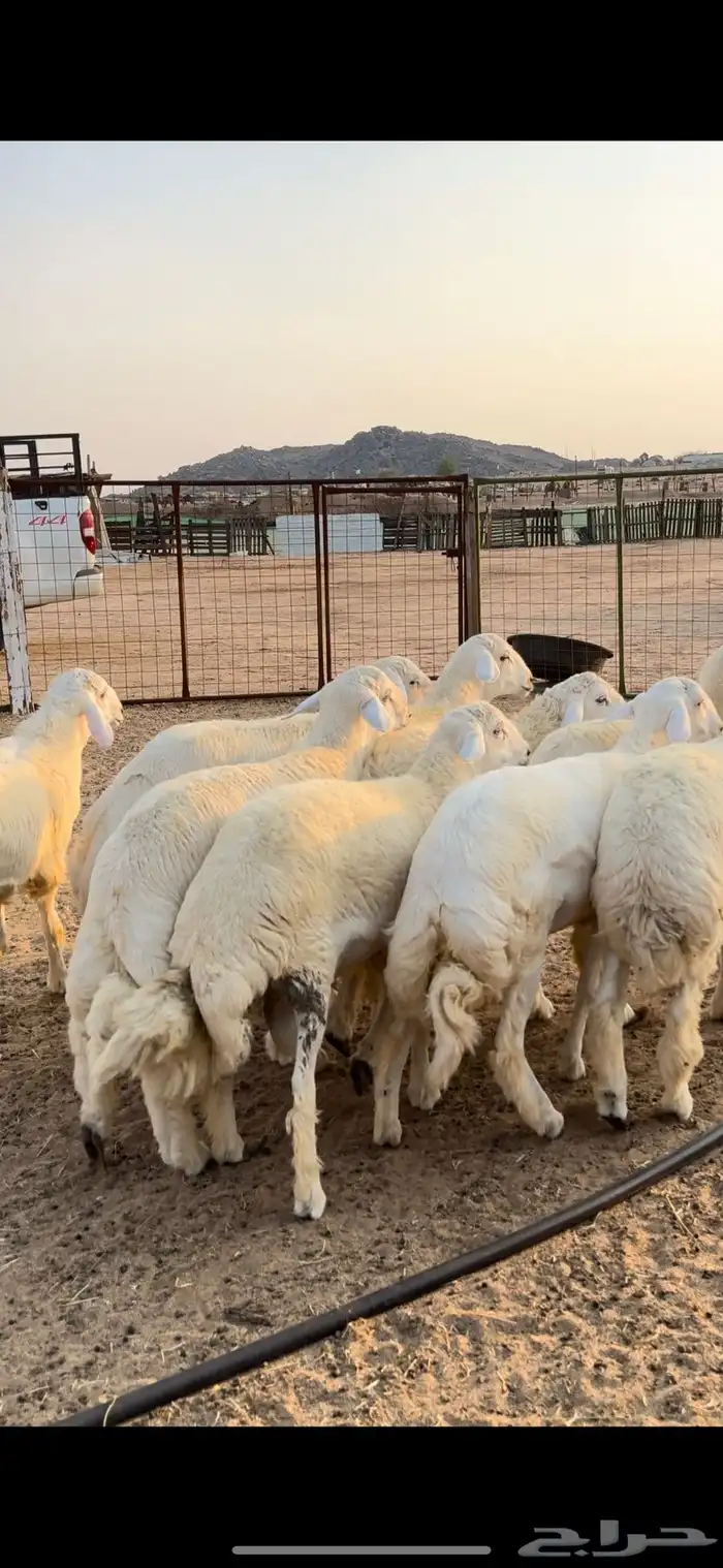 طليان جبره للبيع 1