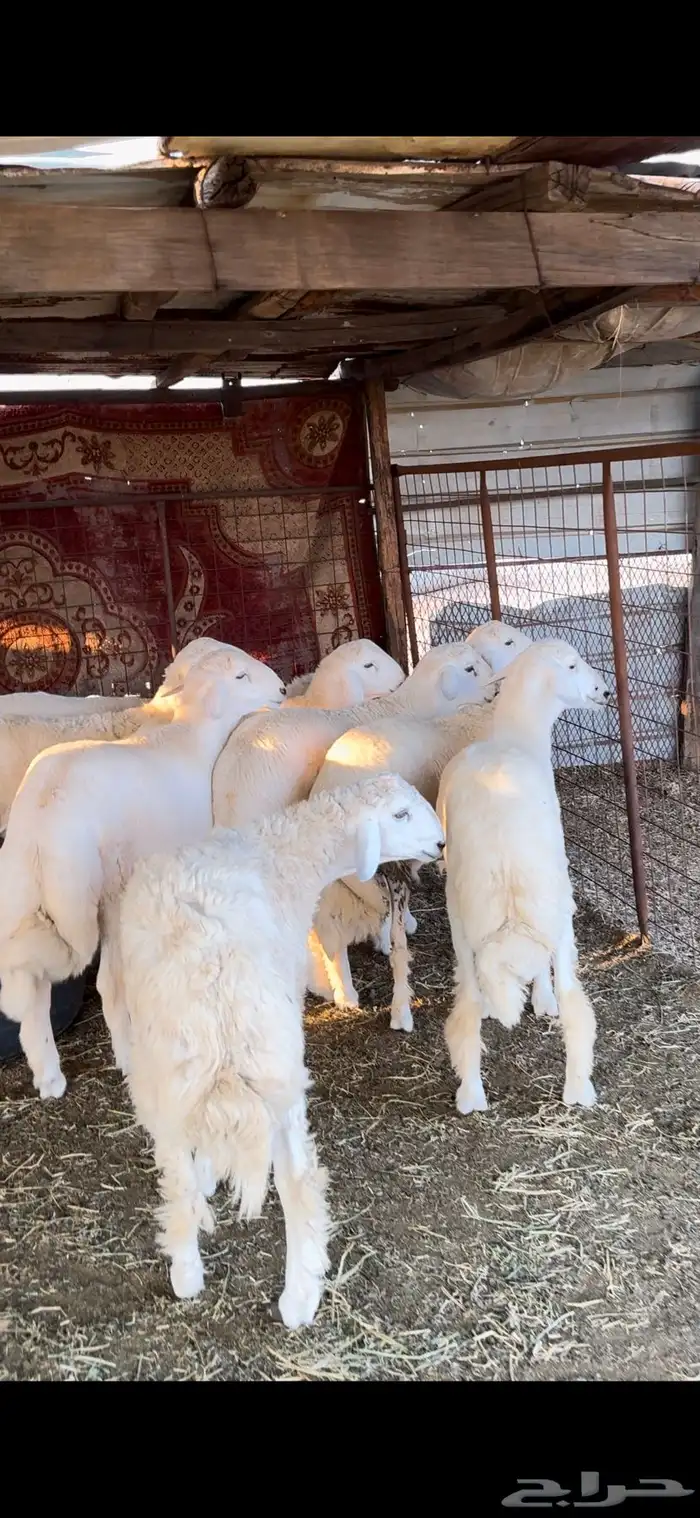 طليان جبره للبيع 0