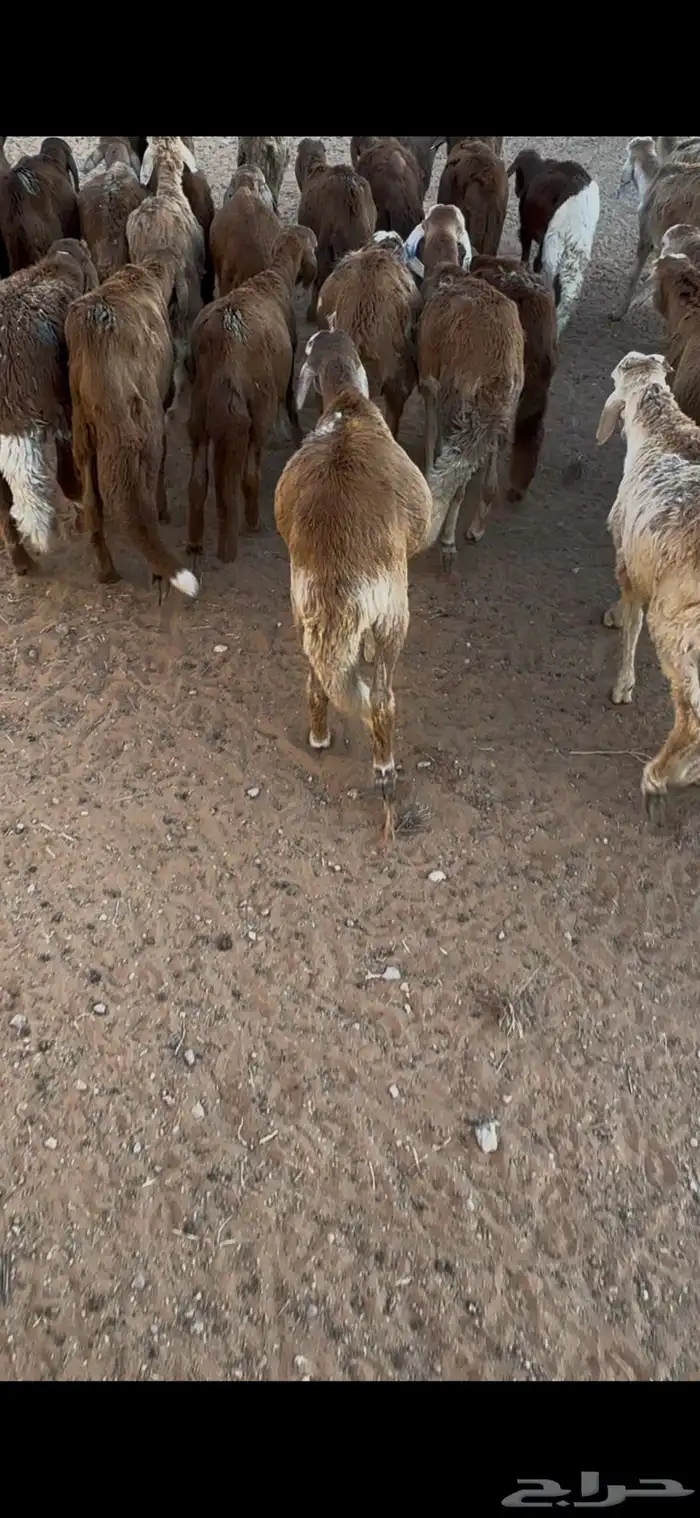 سواكن طيبه العدد 38 2