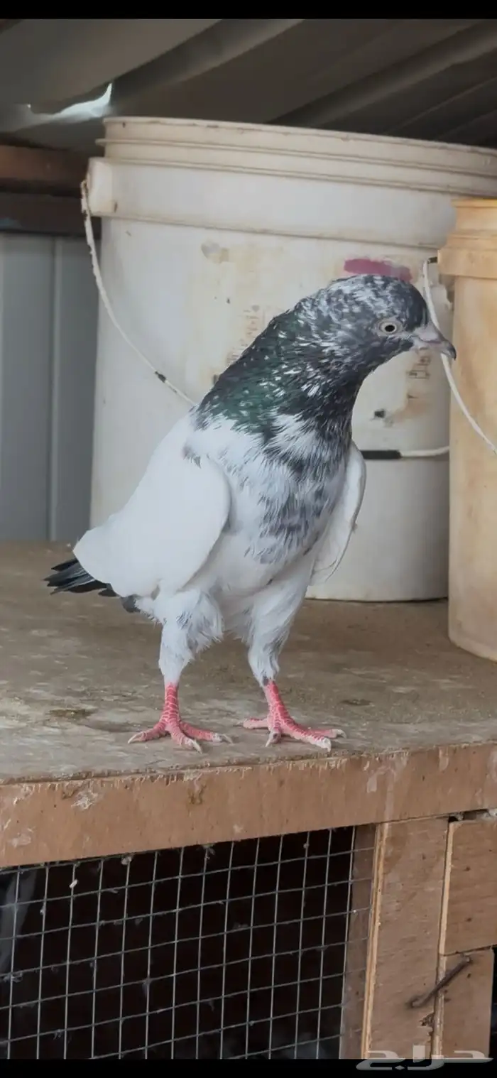 حمام باكستاني 10