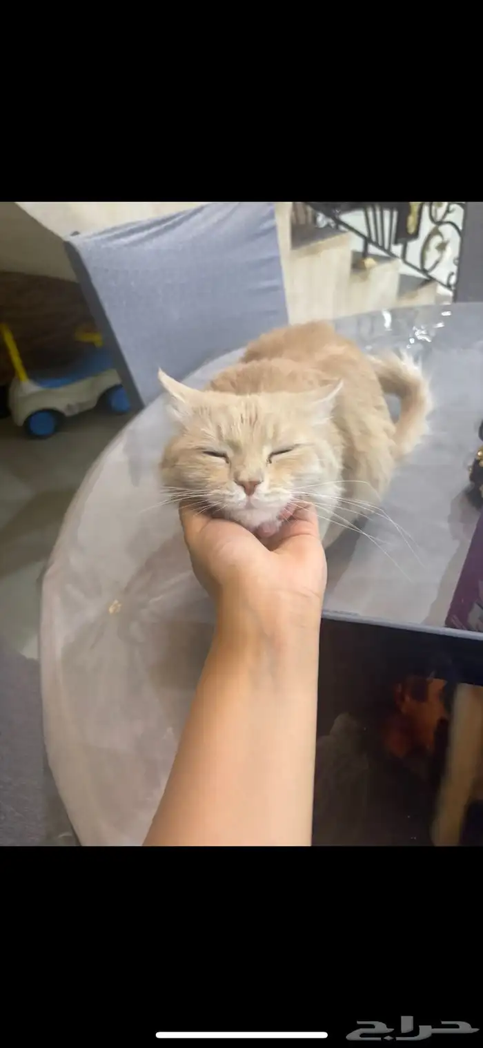 قطه تبني 3