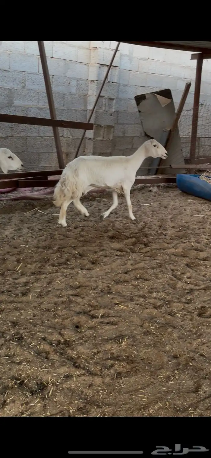 غنم حريات طيبه جرم 0