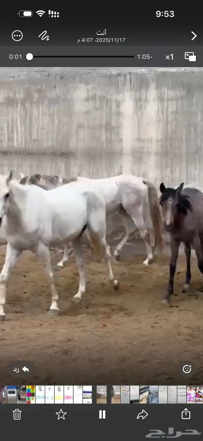 فرسات للبيع العمر اقل من 5 سنوات 1