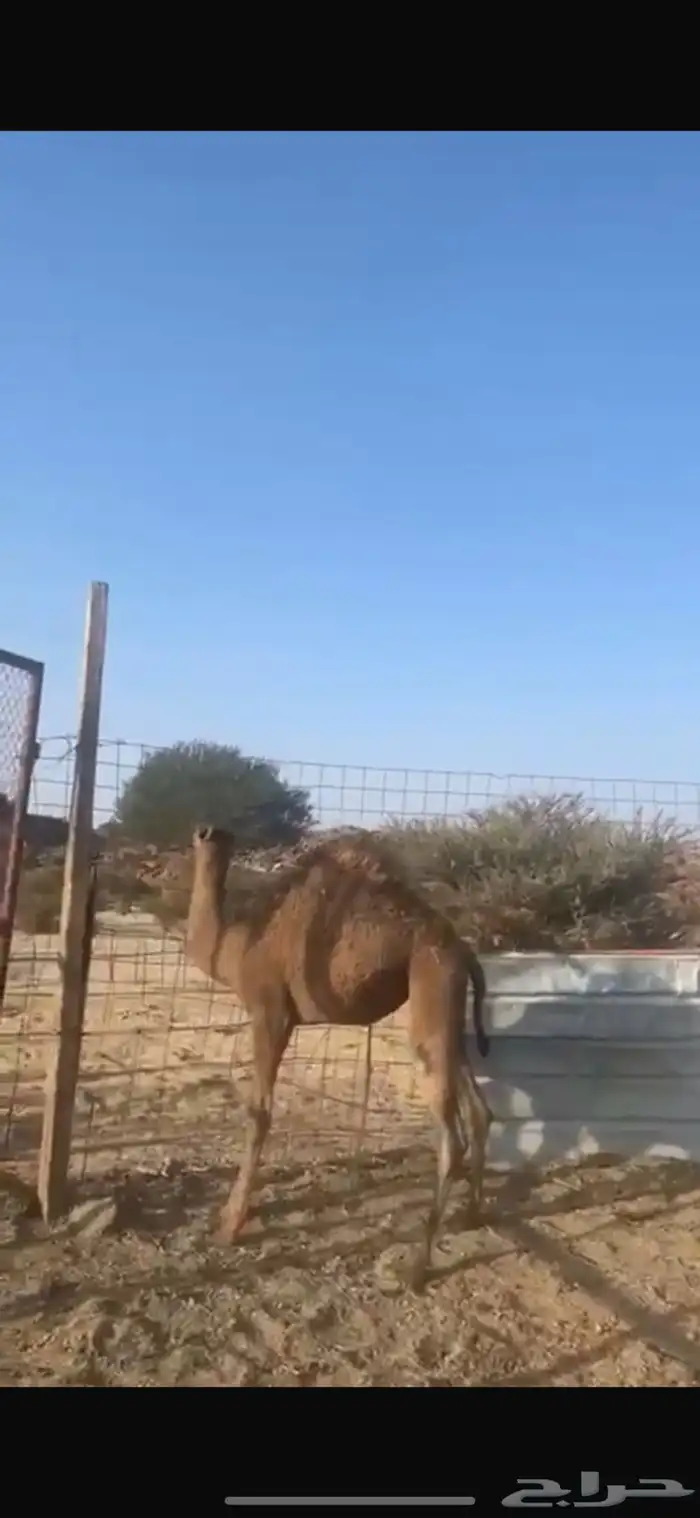 بكره فل شحم 0