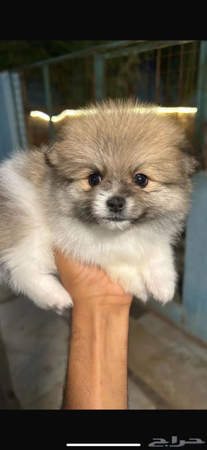 كلاب بومرينيان للبيع 3