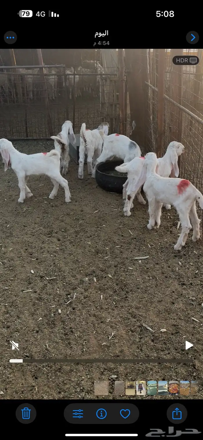 دواغير للبيع 2