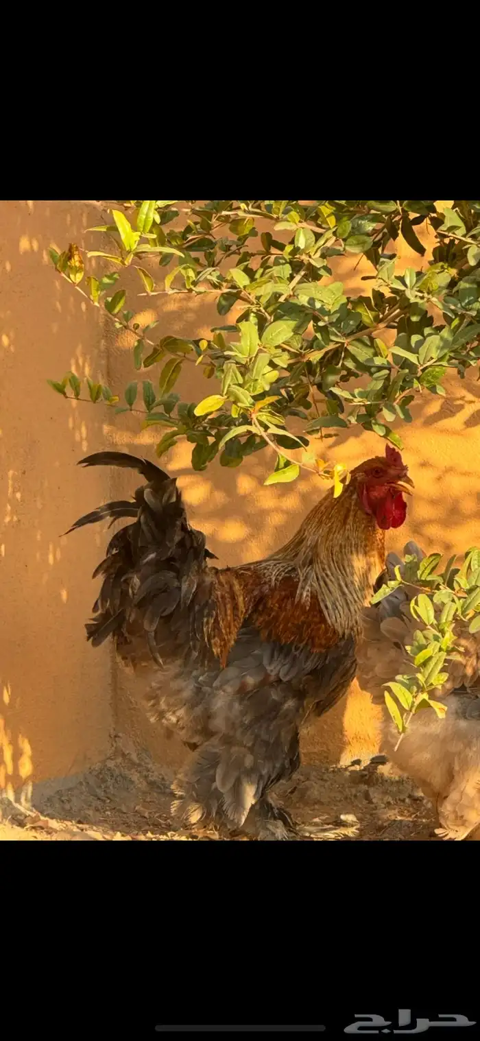 ديك براهما 0