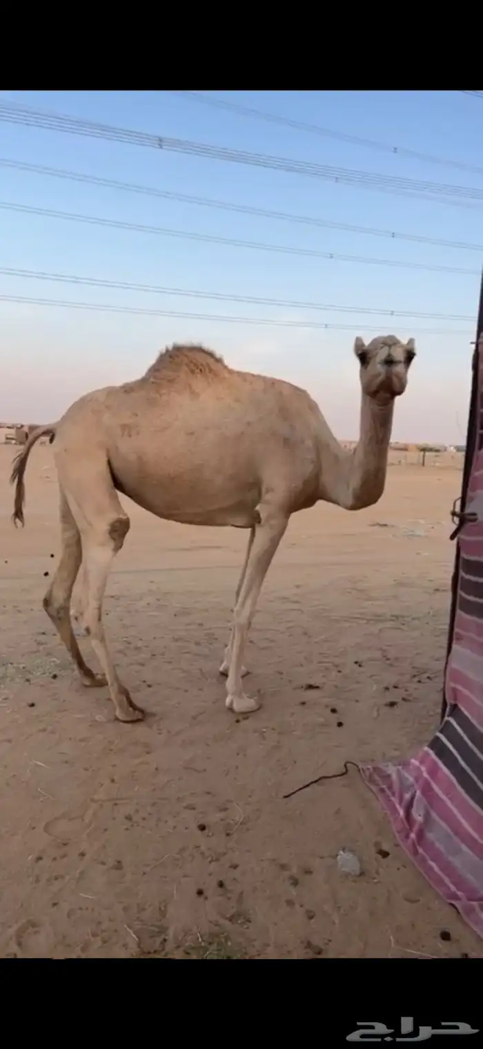 ناقة للبيع 1