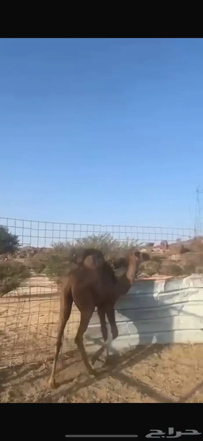 بكره فل شحم 1