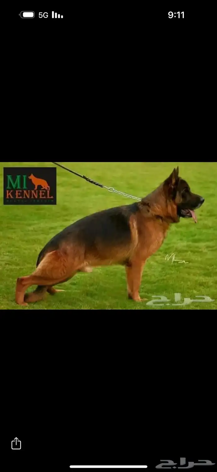 للبيع اقوى جراوي جيرمن شولاين 3