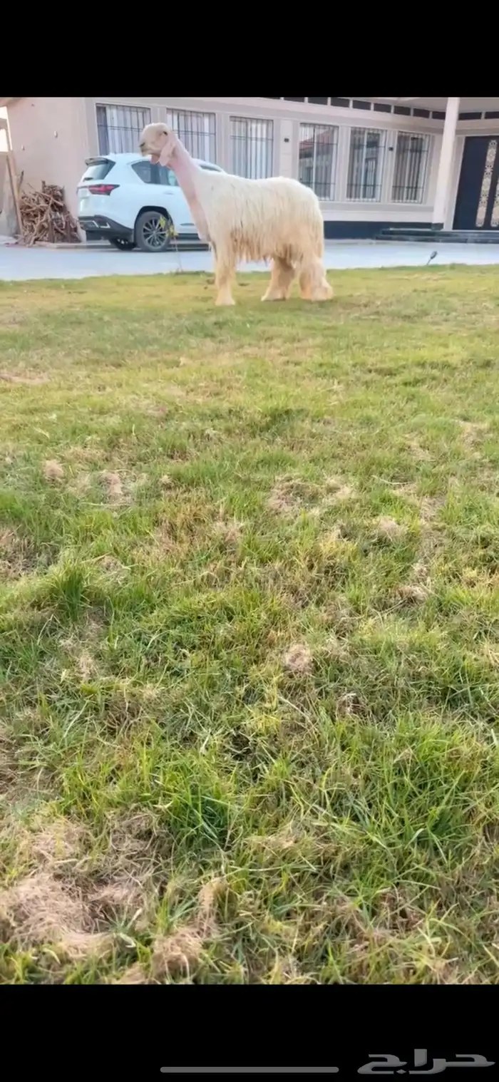 فحل نجدي ( عيسي ) فردي 0