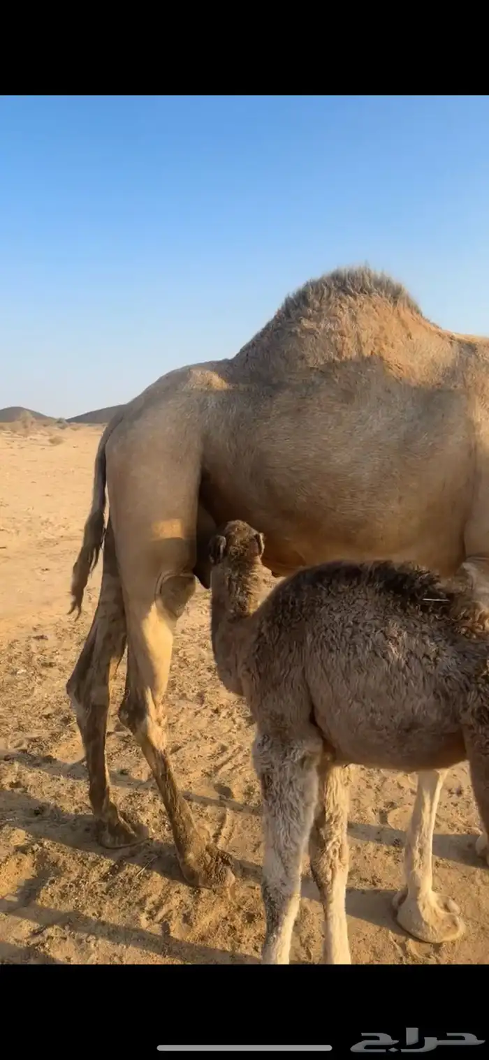 نياق خلفات كفو 5