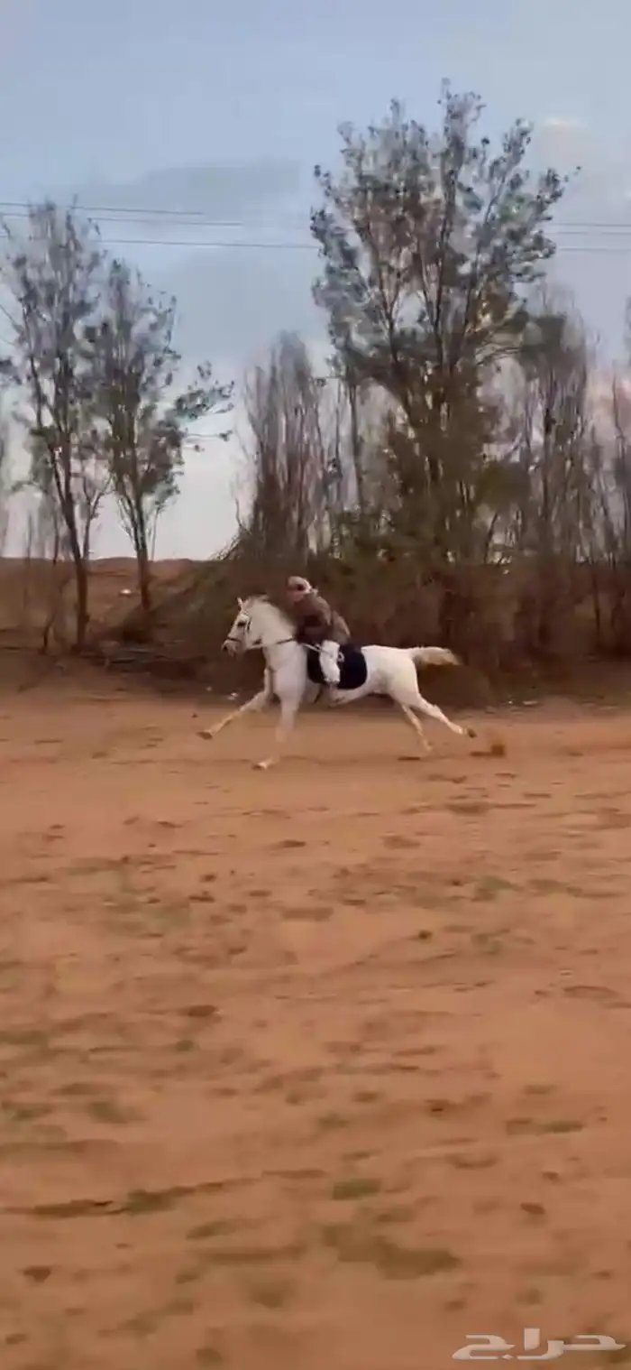 حصان واهو فرنسي جزيري 0