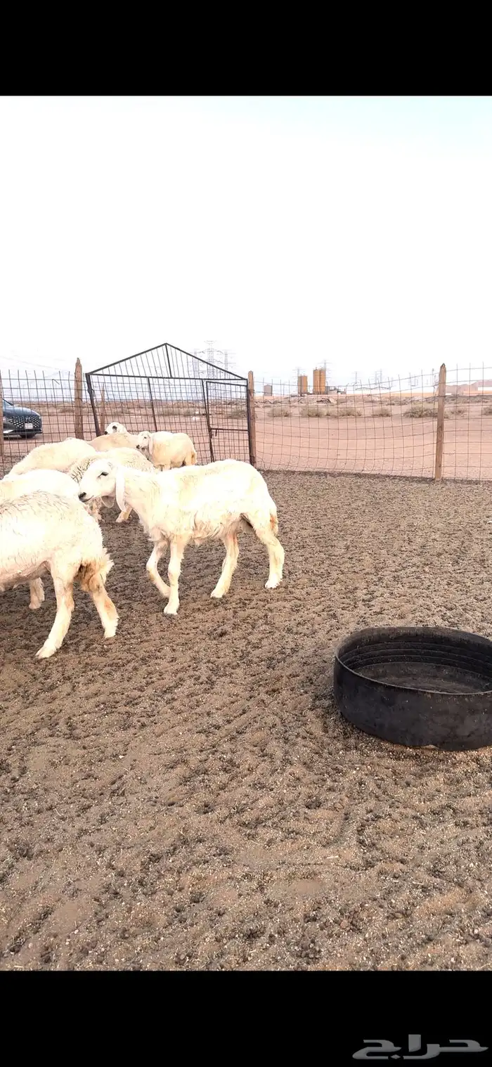 رخال مراح 70 1