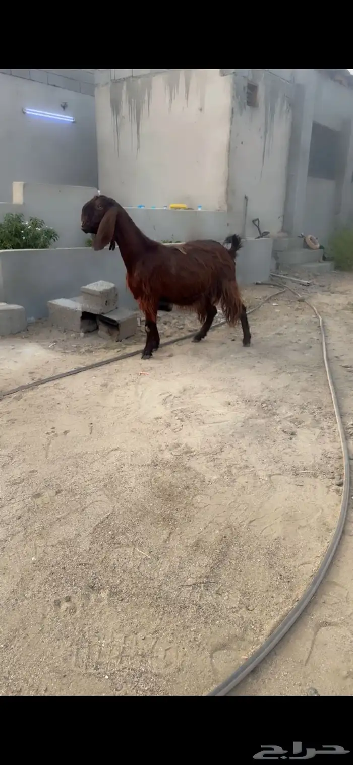 عنز قبرصي ع شامي خصممم 4