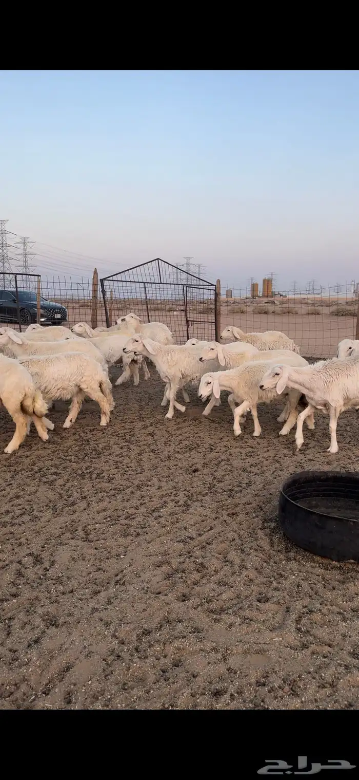 رخال مراح 70 0