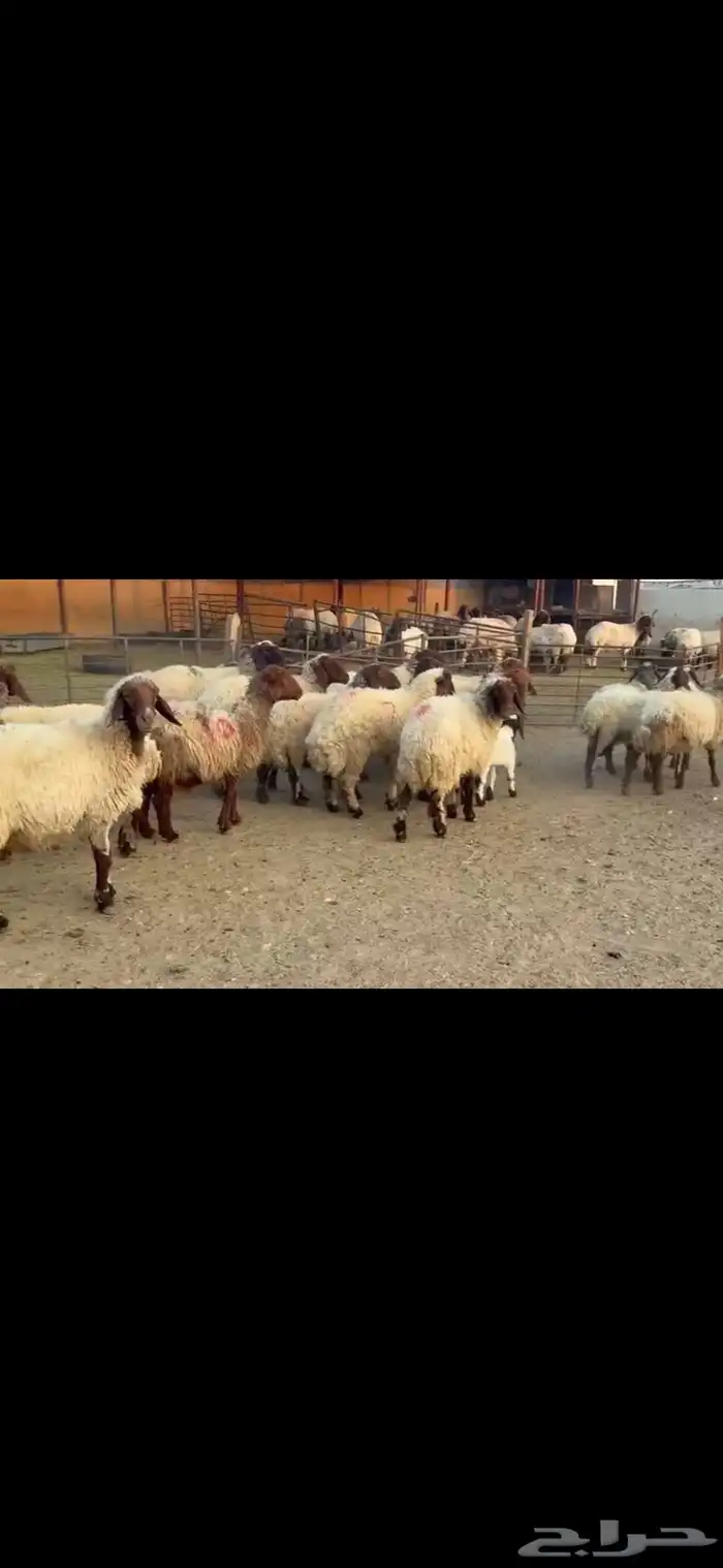 رغث فاخره 20 تحتها 20 5